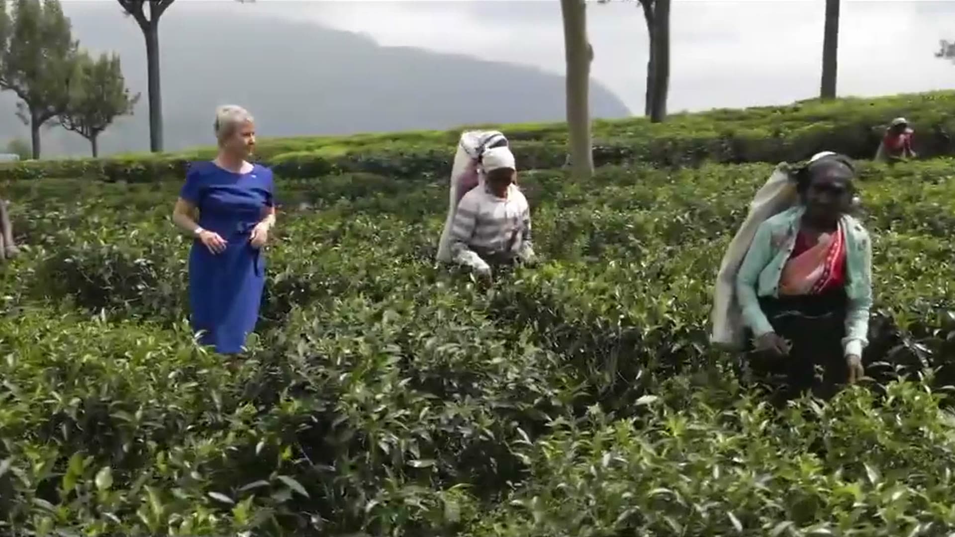 Tea pickers in Sri Lanka's hill country
